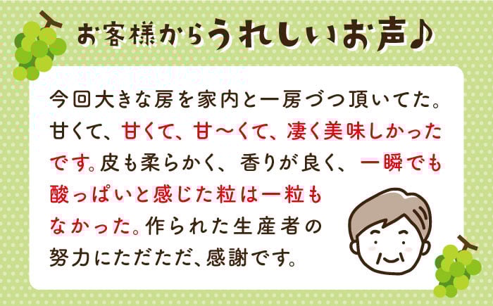 佐賀県白石町で育った甘くておいしいマスカット！