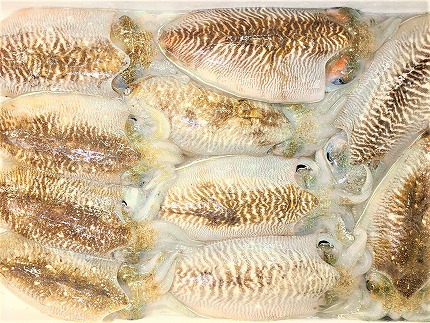 これは食べなイカん！！ お刺身コウイカ600g（50g×12P）★魚屋店長自慢の特製たれ付き[F0082]