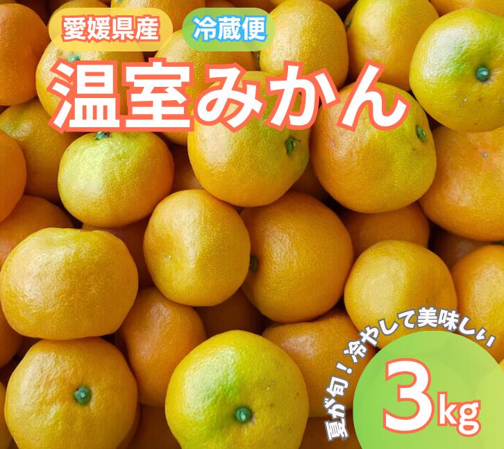 【ふるさと納税】みかん 愛媛 温室みかん 3kg 【2026年先行予約・2026年7月中旬から順次発送予定】 冷蔵便 池の久保 数量限定 柑橘 伊予市 | B434