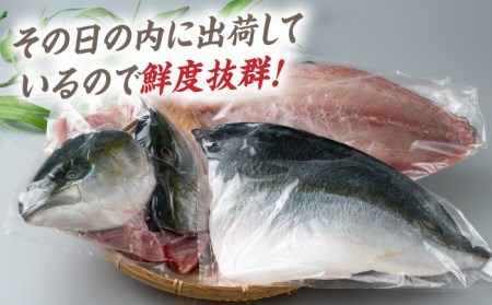 【24年1月限定発送】対馬寒ブリ３枚卸 [WAD009] 対馬 寒ブリ 国産 長崎 九州 刺身 お造り ブリしゃぶ ブリ大根 海鮮丼 海鮮 活魚 魚 白身 海産物 魚介類 コダワリブリ こだわりブリ 