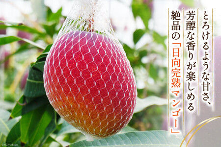 【先行受付】「生産者応援・数量限定」日向完熟マンゴー2L×2玉(家庭用) [宮崎県農業協同組合日向地区本部(販売課) 宮崎県 日向市 452060536] 日向 完熟マンゴー 完熟 果物 くだもの フ