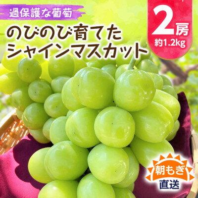 【ふるさと納税】《2026年発送》朝もぎ直送!!過保護に育った葡萄『のびのび育てたシャインマスカット』2房【配送不可地域：離島】【1363897】
