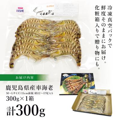 ふるさと納税 南さつま市 【鹿児島県産】活〆 冷凍車海老 300g(生食用) |  | 03