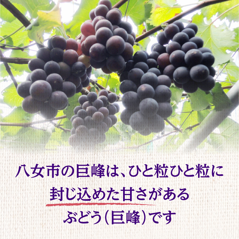 種なし 巨峰 約1.4kg（350g×4パック）｜7月上旬～8月上旬発送予定 産地直送 朝採れ 種なし 甘い ジューシー 大粒 数量限定 冷蔵 ぶどう ブドウ 葡萄 デザート 果物 くだもの フルーツ