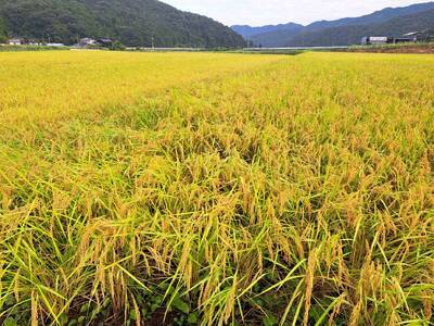 【2026新米先行予約】岩美町産自然栽培米こしひかり（玄米）３kg×３袋｜鳥取 岩美 お米 こめ 玄米 無農薬 無肥料 早期予約【31008】
