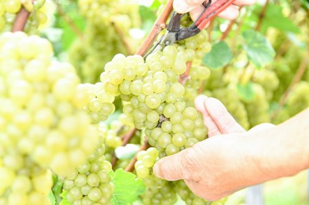 「月虎 シャルドネ」 白ワイン 辛口 （720ml×1本）　018-E-CK016