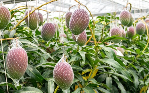 先行予約【長友農園 】完熟マンゴー 3L×2 糖度14度以上 宮崎県西都産 産生産者直送 2026年発送＜1.7-44＞