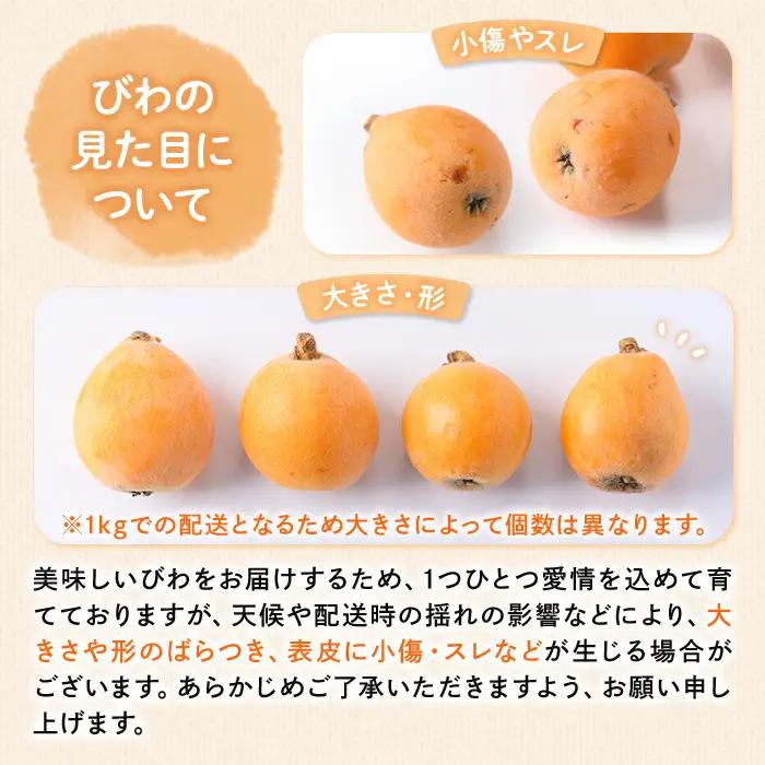 ＜先行予約！2027年5月下旬以降順次発送予定＞なつたより びわ(約1kg) 果物 フルーツ 産地直送 【man066】【Aglio nero】