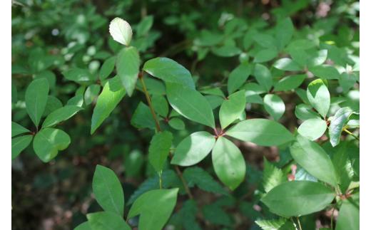 【 マツリカサボン 】 オーガニック石けん （クロモジ） 75g 1個 ご自宅用 / オーガニック 生せっけん 自然素材 石鹸 岡山 真庭 蒜山 肌にやさしい こだわり 手作り 無添加 洗顔 MATS