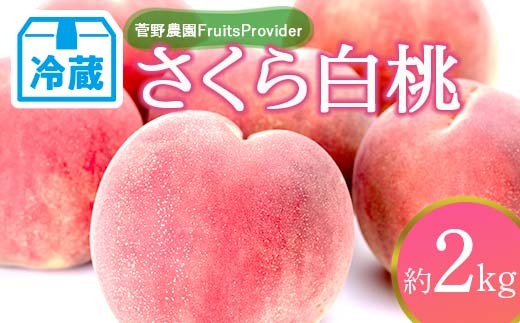 【2026年出荷分先行予約】<冷蔵配送>福島県産 さくら白桃 約2kg (4～7玉) 菅野農園FruitsProvider 大玉 固め 白桃 伊達の桃 フルーツ 果物 もも モモ momo F21C-268