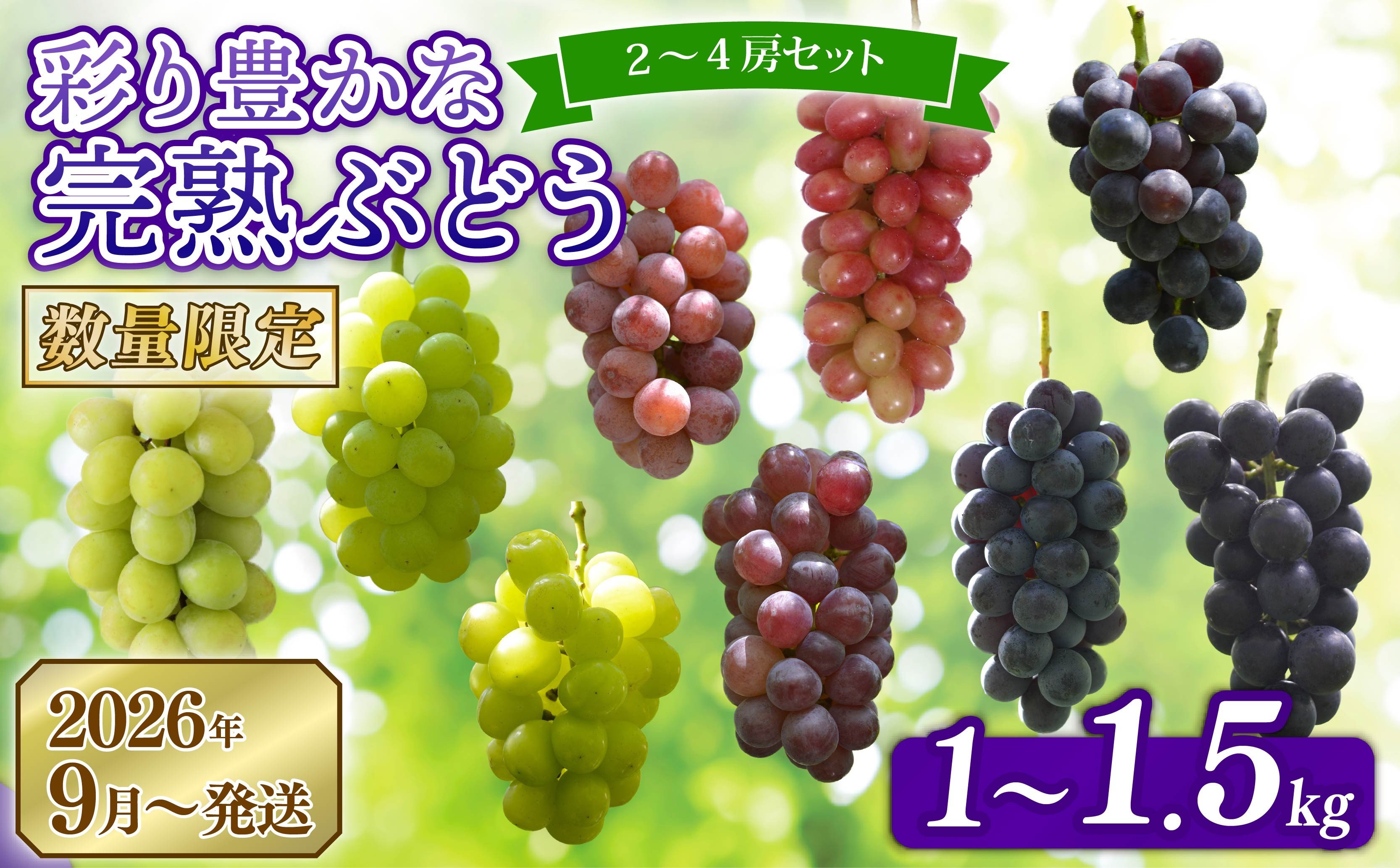 
            【先行予約】 2026年発送 彩り豊かな完熟ぶどう 選べる 2~4房セット 1~1.5kg 9種類 食べ比べ 数量限定 予約受付中 早期終了 予定あり ぶどう シャインマスカット 葡萄 希少品種 贈答 ギフト お取り寄せ フルーツ 果物 くだもの 新鮮 甘い 皮ごと 田原ぶどう園bigarre 奈良県 奈良市 奈良 なら 
          