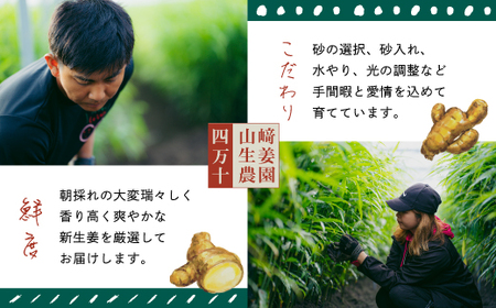 R5-081．【早期受付・期間限定】みずみずしさがたまらない！新生姜約3kg【2024年5月下旬～9月上旬配送】
