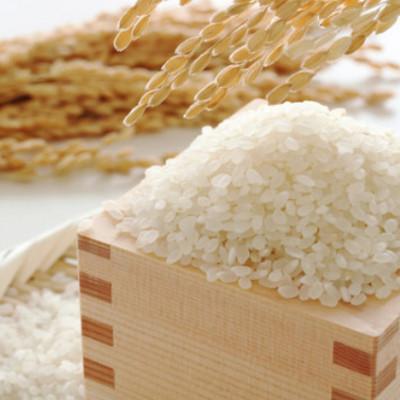 ふるさと納税 小諸市 御牧ヶ原産 こしひかり 精米 6kg(2kg×3袋)