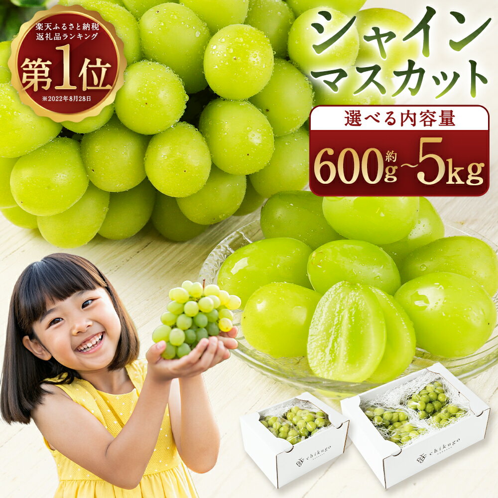【ふるさと納税】【選べる配送月/内容量】農園直送 シャインマスカット 約600g/約1.2kg/約1.8kg/約2.4kg/約5kg 9000円 ～ 45000円 9千円 ～ 4万5000円 フルーツ 果物 葡萄 ぶどう 種なし 福岡県産【2026年8月上旬～10月上旬に順次発送予定】