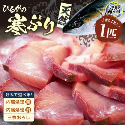 ふるさと納税 美浜町 【三枚おろし】天然 地物 入手困難 ひるがの寒ぶり 1匹 まるごとお届け 【約8〜9kg】
