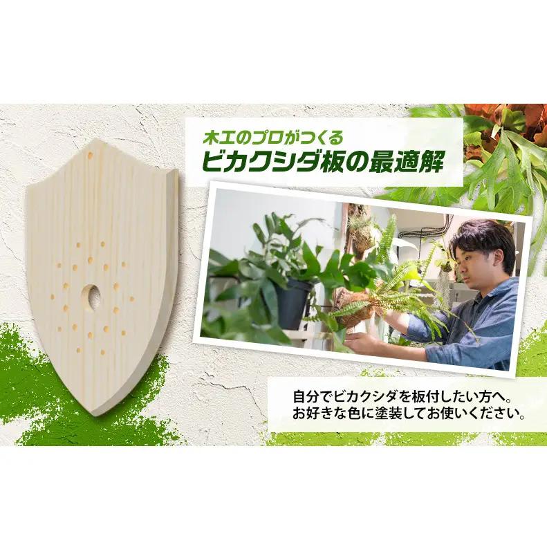 ビカクシダ板 SeamBoard A型 Mサイズ ビカクシダ コウモリラン 板付け 壁掛け 観葉植物 植物 おしゃれ インテリア 室内 無塗装 ギフト プレゼント 育てやすい 株式会社アサヒ 送料無料