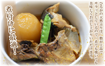 天然 ぶり 特大 ブリアラ（煮付け用）合計 約1.5kg 美浜町日向産【ぶつ切り 切身 塩焼き 骨付き ブリ大根 煮物 アラ】 [m36-a019]