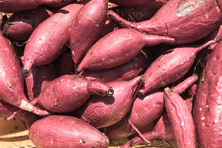 【京阪百貨店厳選】茨城県産ほしあかね 10kg [サイズ無選別品] 芋 さつま芋 サツマイモ さつまいも B18-012