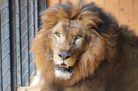 大内山動物園 入園券 大人１枚 ／ 動物園 チケット エサ付き 旅行 三重県 大紀町