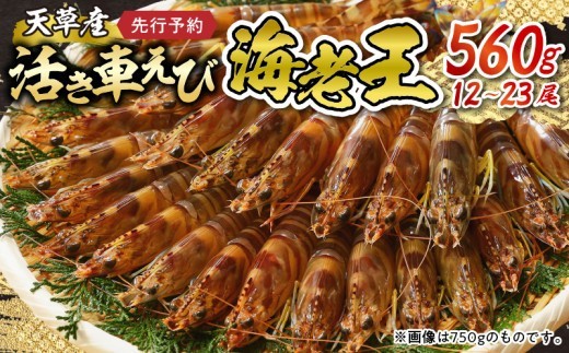 
                  【鮮度抜群】《美味しさの極み》天草産・幸福堂の活き車えび『海老王』（560g）_S005-006-sku
                