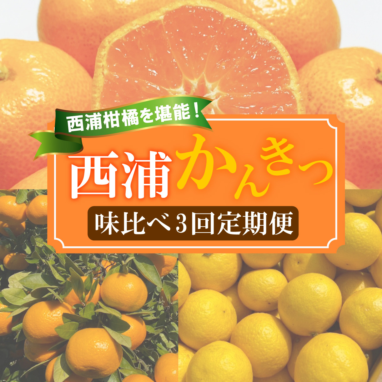 
                  【 柑橘 定期便 】 訳あり 味比べ 3回 定期便 由良 みかん 2.5kg 寿太郎 みかん 2.5kg 黄金柑 2.5kg 沼津 静岡 西浦
                