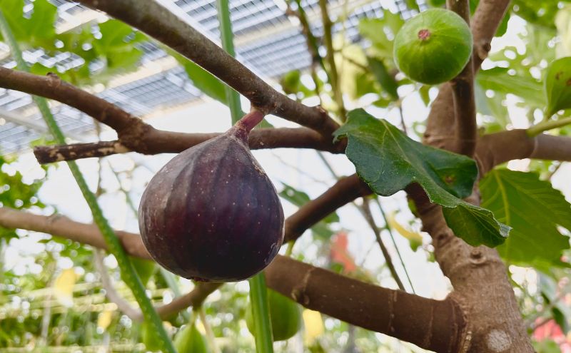 【栽培期間中農薬不使用】黒いちじく詰め合わせ　9個入り