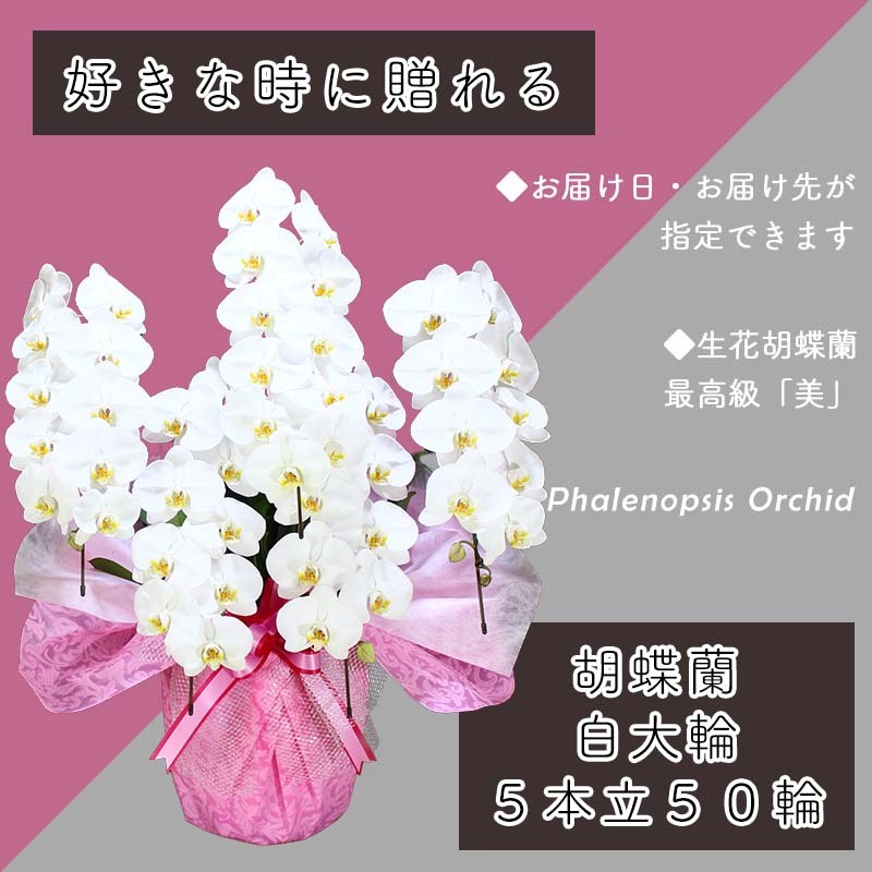 5本立て 胡蝶蘭 50輪～60輪 白色【木製大型木札 または メッセージカード 付き ラッピング お祝い ギフト 贈答 贈り物 プレゼント 生花 花 農福連携】 099H385