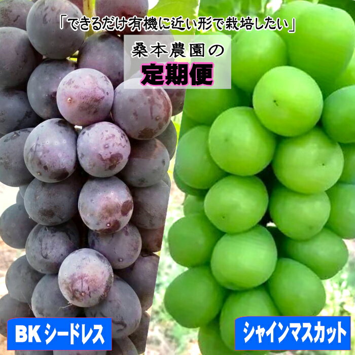 【ふるさと納税】【定期便2回】「できるだけ有機に近い形で栽培したい」 桑本農園の定期便（シャインマスカット・BKシードレス） | ブドウ 甘い オススメ　島根県　出雲市