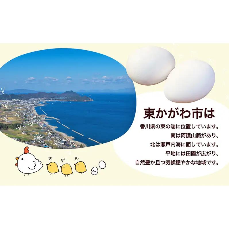 東かがわ市のたまご「鶏卵Mサイズ（10個×3P）」3ヵ月定期便 たまご 卵 鶏卵 3回 定期便