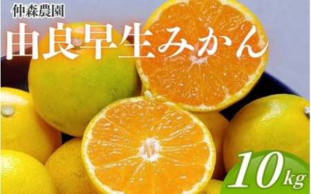 みかん 由良早生みかん 約10kg【2026年11月上旬頃～11月中旬頃に順次発送】【nkmr0022】