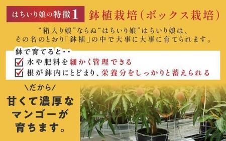【数量限定/先行予約】マンゴー「はちいり（鉢入り）娘」化粧箱入り