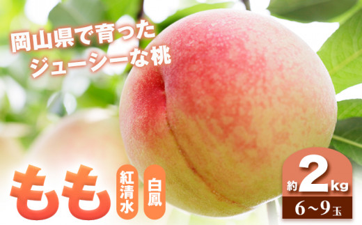 【先行予約】もも 桃 紅清水・白鳳 どちらかお届け 2kg 6～9玉 小寺農園《7月上旬-7月下旬頃出荷》 岡山県 笠岡市 岡山県産 紅清水 白鳳 モモ 果物 フルーツ 先行予約