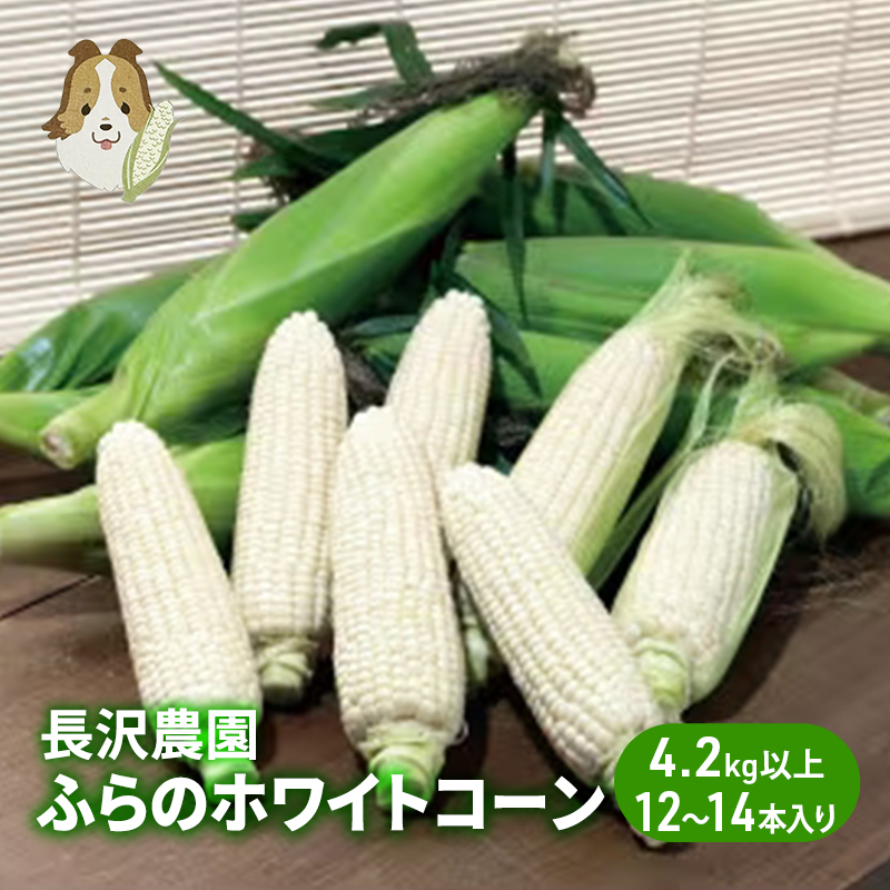 【先行受付  2026年発送】ふらのホワイトコーン 計 4.2kg 以上 (12～14本入) 白 とうもろこし ホワイトクリスピー 野菜 北海道 富良野 ふらの ギフト 長沢農園