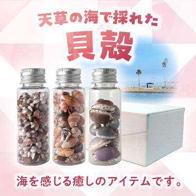 ふるさと納税 天草市 貝殻小瓶3本セット_S183-005 |  | 01