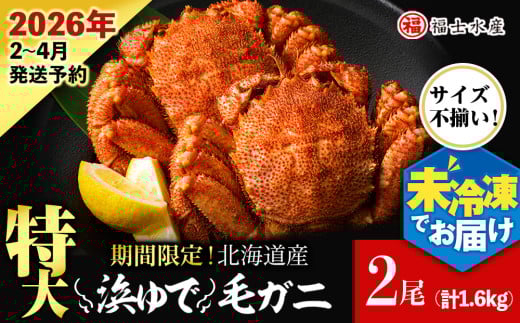 【2026年発送予約】チルドでお届け！ 浜茹で毛ガニ特大２尾（不揃い合計約1.6kg） 〈福士水産〉 冷蔵 毛蟹 ボイル かにみそ