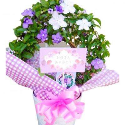 ふるさと納税 藤枝市 【 母の日に!】アメリカジャスミン鉢植え　リング仕立て5号 |  | 01