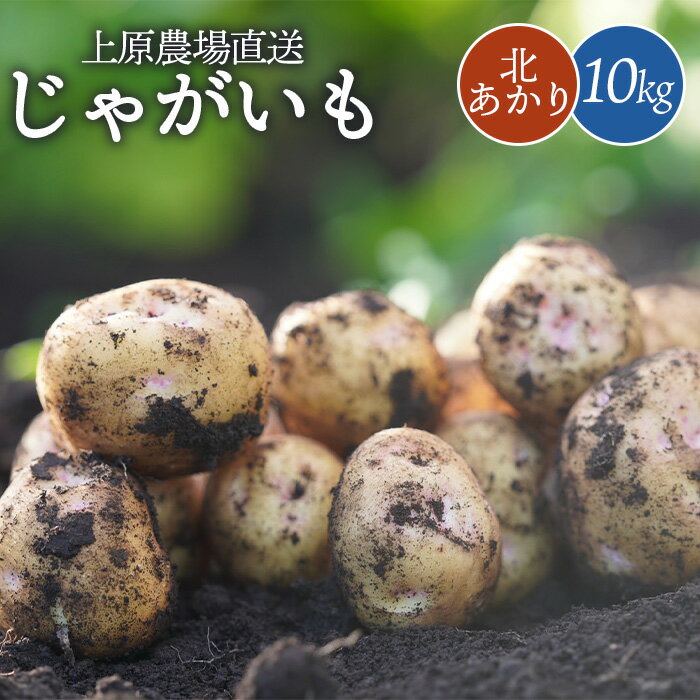 【ふるさと納税】じゃがいも 北あかり 10kg いも おいも 芋 イモ ジャガイモ ポテト キタアカリ 予約 オンライン 申請 ふるさと納税 北海道 中標津 野菜 根菜 産地直送 新鮮 採れたて ポテトサラダ コロッケ ポタージュ 10キロ【66004】