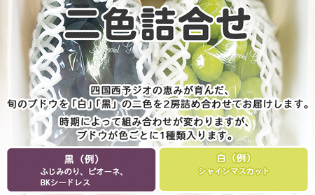 予約受付＜旬のブドウ 2色詰め合わせセット 約1kg＞ 果物 フルーツ ぶどう 葡萄 2種類 セット 詰め合わせ つめあわせ 食べ比べ お楽しみ 期間限定 季節限定 食べて応援 特産品 愛媛県 西予市