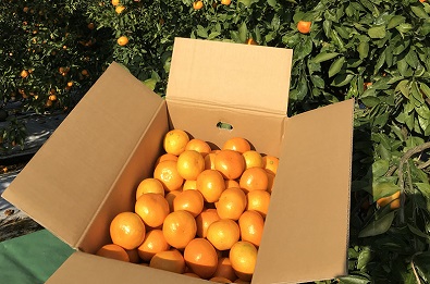 仲森農園の【完熟】熊野みかん（10kg）【11月下旬から発送】ミカン 蜜柑 柑橘 甘い 味が濃い 早生 温州みかん 温州 三重県 熊野市 熊野【nkmr0002】