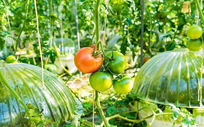 樽栽培ならではの品質・実績に自信あり！