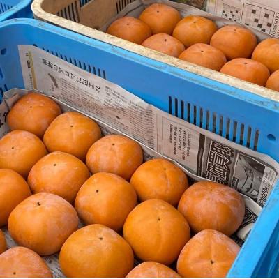 ふるさと納税 橋本市 お手軽サイズ★池上農園の紀の川柿プレミアム 約2kg |  | 02