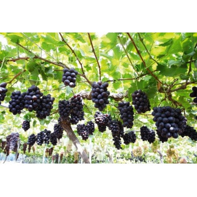 岡山県産ニューピオーネ(家庭用)【2024年8月中旬以降発送予定】【配送不可地域：離島】【1461039】