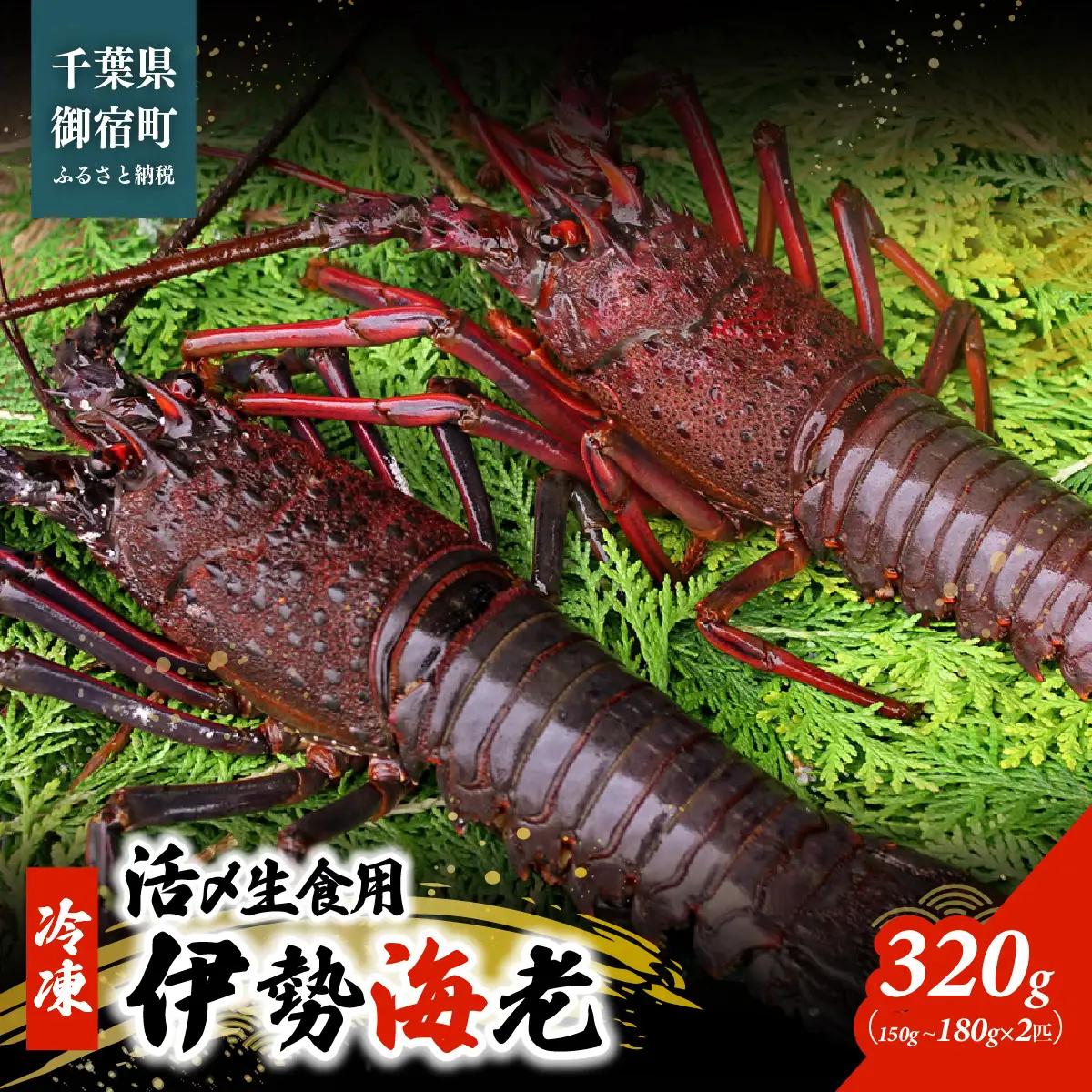 活〆生食用伊勢海老（冷凍）３２０ｇ（１５０～１８０ｇ）×２匹 /  ONJB001　伊勢海老　海老　イセエビ　生食用