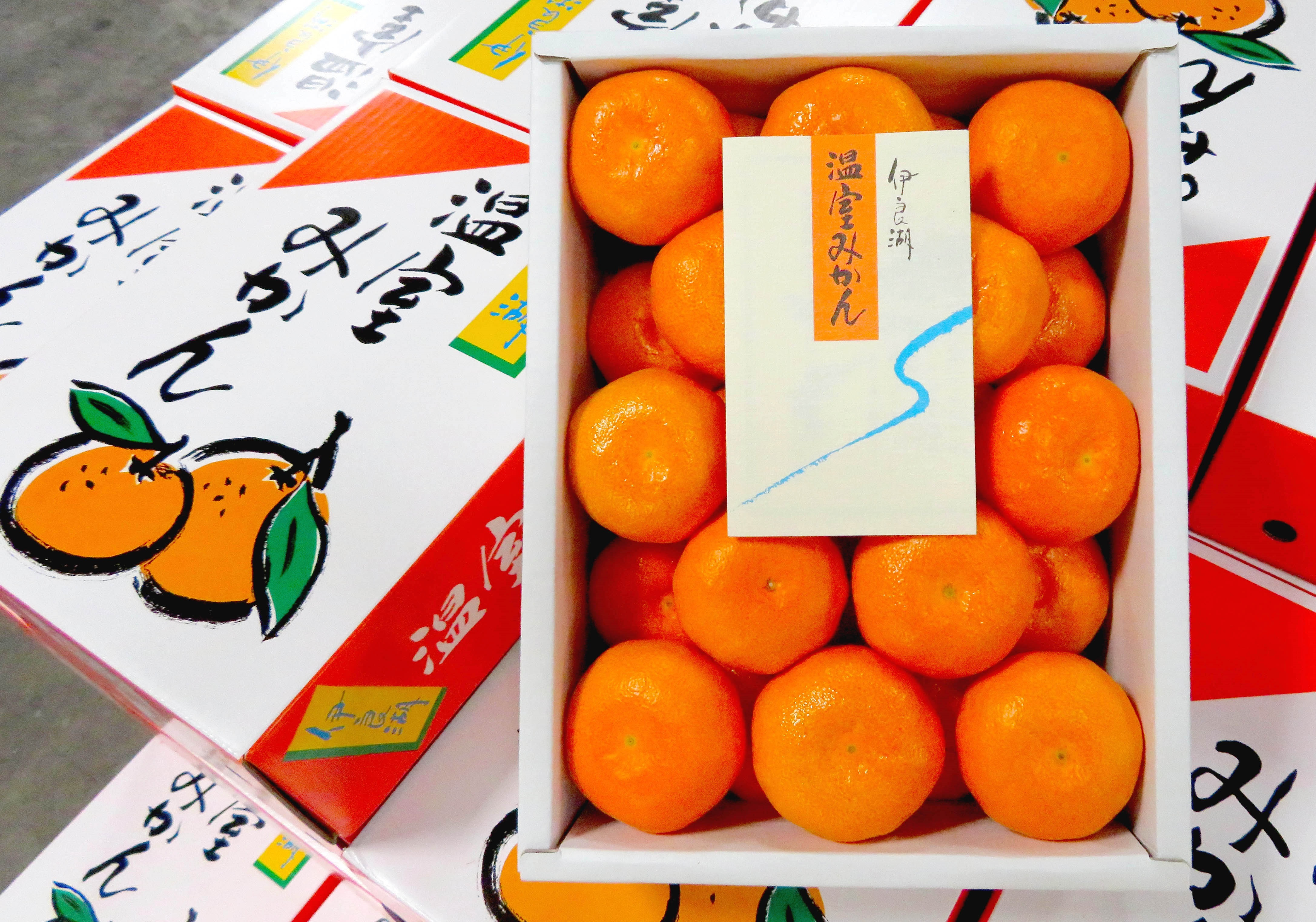 
            【先行予約】伊良湖 温室みかん 5kg みかん 温室みかん 蜜柑 フルーツ 果物 愛知県 田原市 渥美半島 お取り寄せ
          