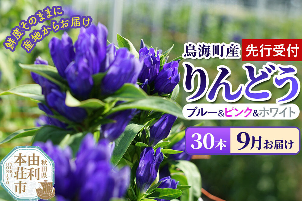 《先行受付》【9月お届け】鳥海町産 りんどう 30本 ブルー ピンク ホワイト [りんどう リンドウ 竜胆 花 生花 仏花 切り花 ギフト 贈答 インテリア フラワー 秋田県 由利本荘市 鳥海町産]