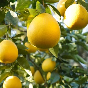 【先行予約】御荘ゴールド (河内晩柑)  5kg 減農薬 柑橘 フルーツ 愛媛みかん ポンカン 文旦 河内晩柑 温州みかん ブラッド オレンジ ネーブル せとか なつみ 蜜柑 みかん 檸檬 果物 果実