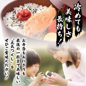 【定期便：６ケ月】令和７年産 福岡県産米 元気つくし 5kg 精米【CY011sub6】