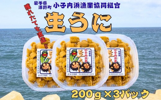 「種市産」天然生うに200g×3パック ミョウバン不使用 無添加 北三陸 増殖溝 雲丹 産地直送