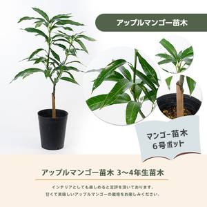 1月上旬～発送【観葉植物】 アップルマンゴー 苗木6号ポット(アーウィン種)3～4年生苗(前園植物園/025-1362) 観葉植物 苗木 鹿児島 で育った 観葉植物 ! ギフト に 人気の 観葉植物