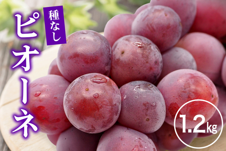 【2026年先行予約】ピオーネ1.2kg ぶどう ブドウ 葡萄 果物 くだもの フルーツ A01-017